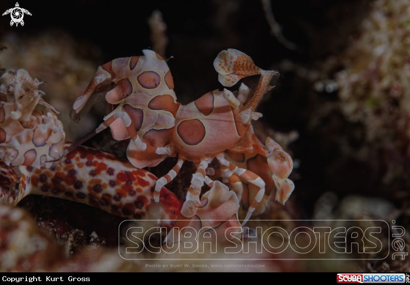 A Harlekin shrimp