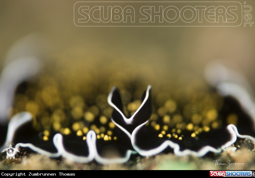 A Gold-speckled flatworm