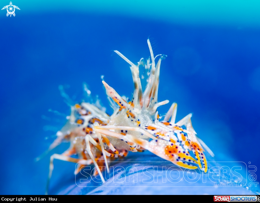 A Spiny tiger shrimp