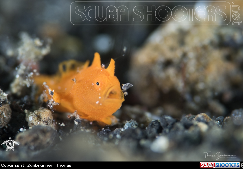 A Frogfish 