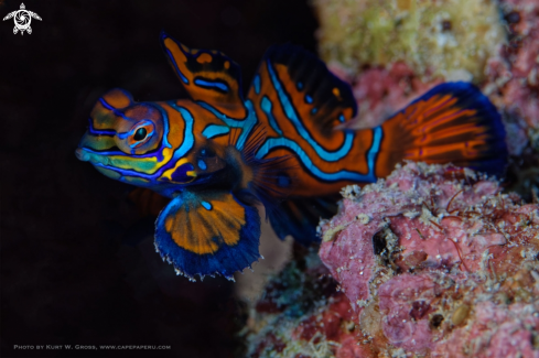 A synchiropus splendidus | Mandarin fish, Dragonet
