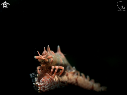 A Dragon shrimp