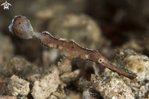 A Robust ghost pipefish 