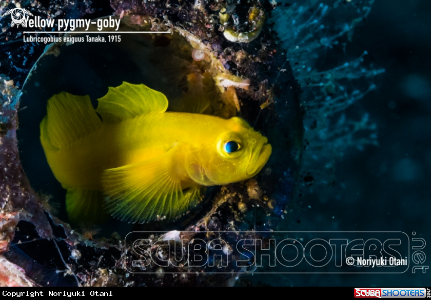 A Yellow pygmy-goby