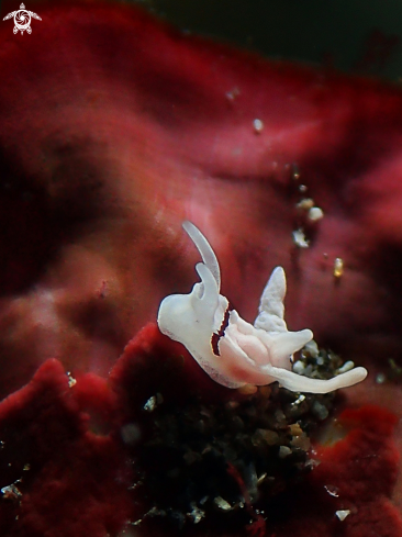 A Goniodoridella sp. | Nudibranch