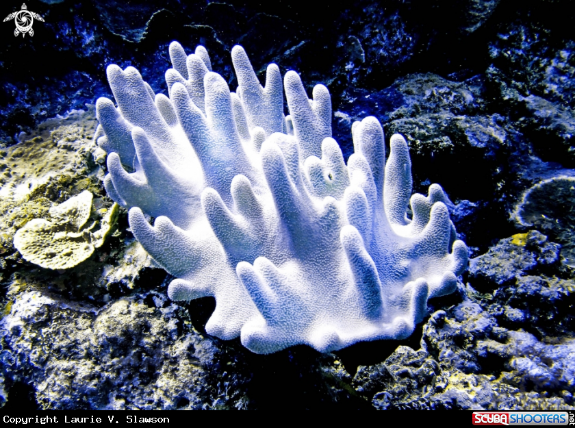 A Leather Coral
