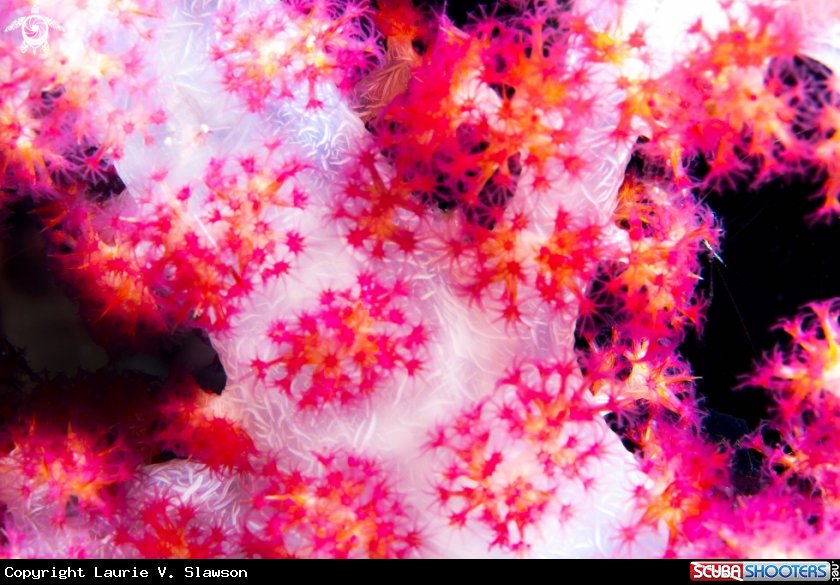 A Pink Coral