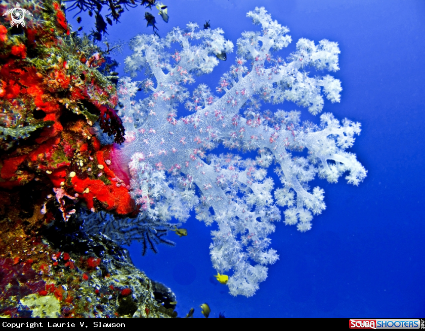 A White Soft Coral