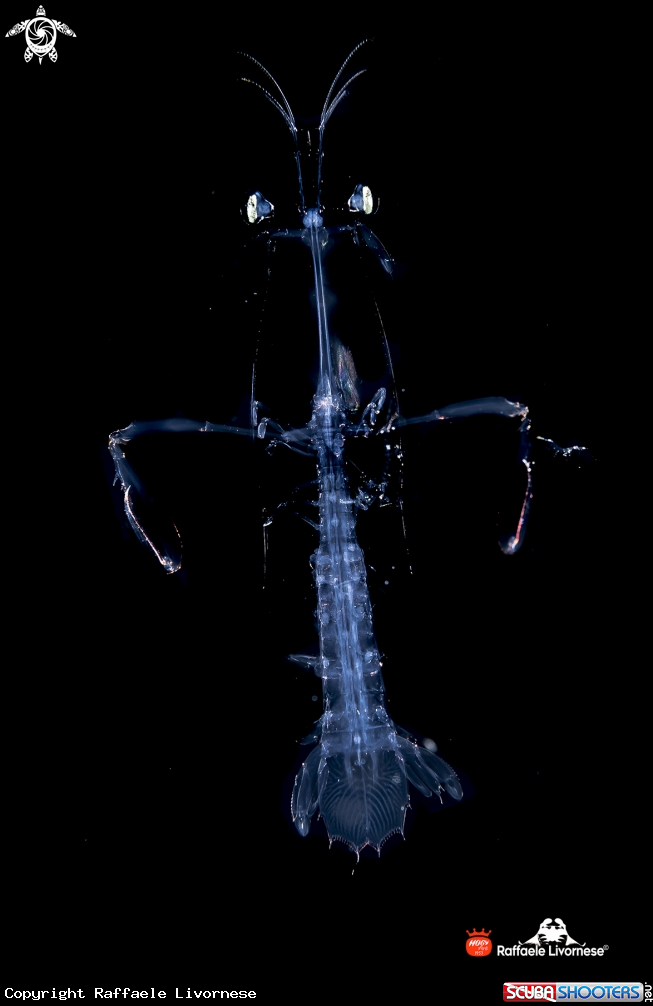 A Larwal mantis shrimp