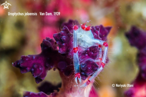 A A Uroptychus joloensis | shrimp