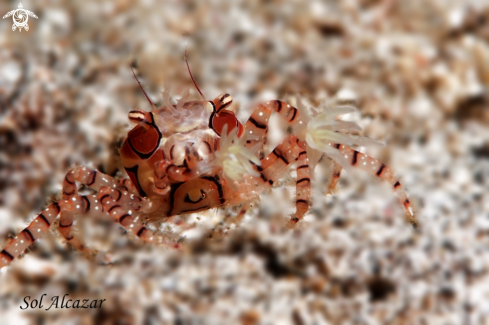 A  Lybia tessellata | boxer crab