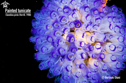 A Clavelina picta (Verrill, 1900) | Painted tunicate