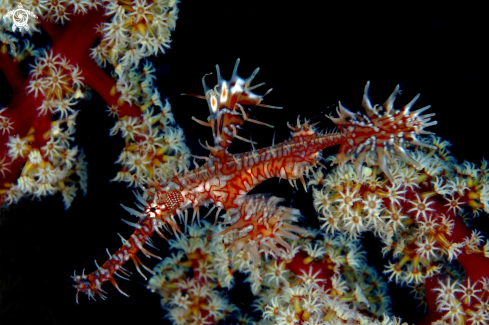 A Ornate Ghost pipefish