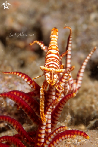 A Periclimenes cf. | crinoid shrimp