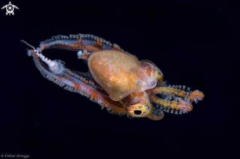 A Blanket octopus