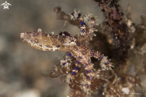 A Bluering Octopus 