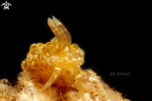 A Baeolidia sp. | nudibranch