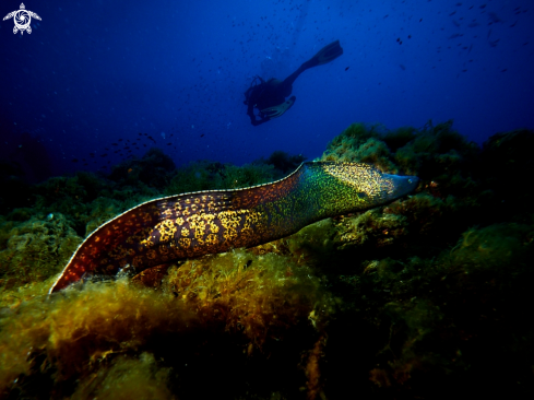 A Mooray Eel