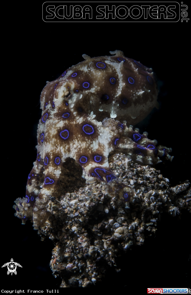 A Blue-ringed octopuses