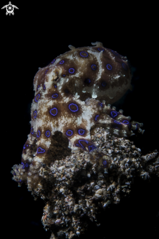 A Hapalochlaena | Blue-ringed octopuses