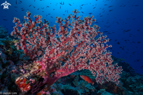 A Siphonogorgia godeffroyi | Cherry Blossom Sea Fan