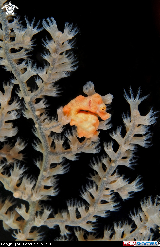 A Yellow Denise Pygmy Seashorse