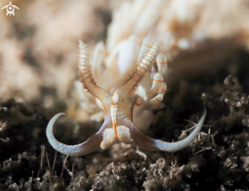 A Dondice Occidentalis | Nudibranch
