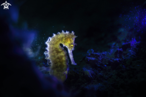 A Hippocampus hystrix | porcupine seahorse