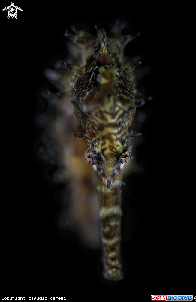 A porcupine seahorse 