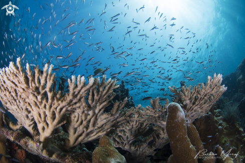A Coral Reef | Marine Biodiversiti