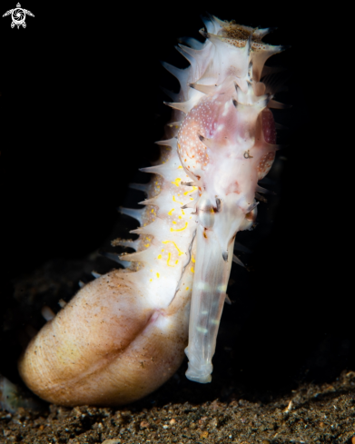 A Thorny seahorse