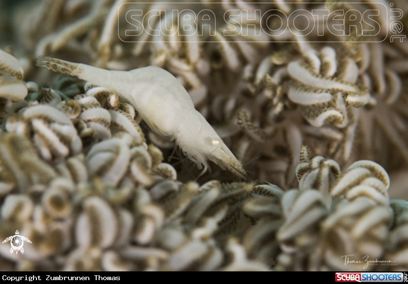 A Xenia Shrimp