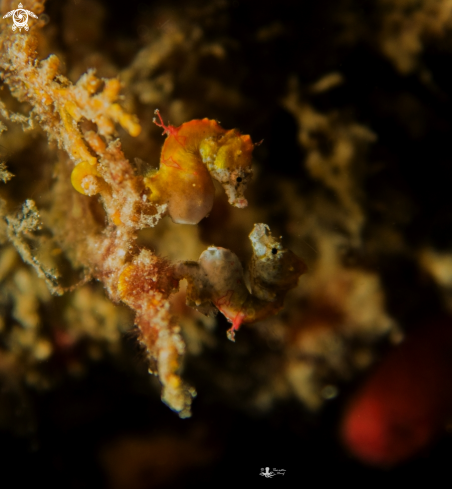 A Weedy Pygmy Seahorse