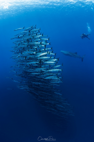 School of Barracudas, a Whale Shark, and a Diver