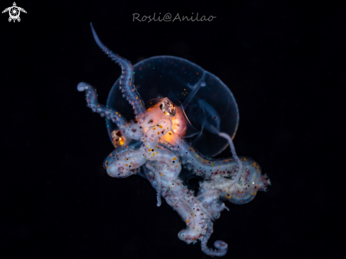 Larval Wonderpus Octopus