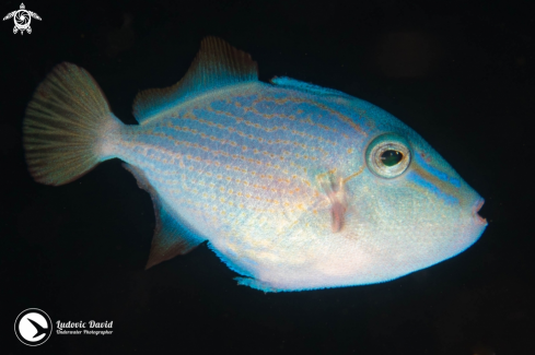A Red-toothed Triggerfish