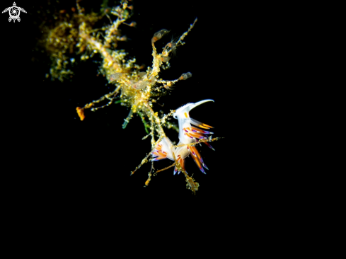 Cratena peregrina nudibranch
