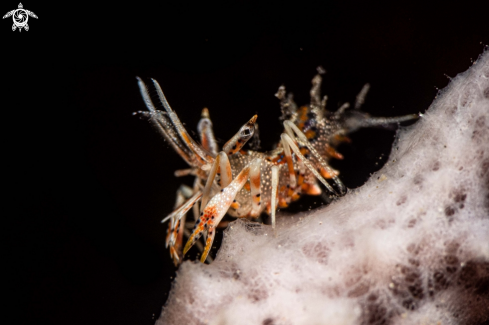 A Phyllognathia ceratophthalma | Tiger shrimp