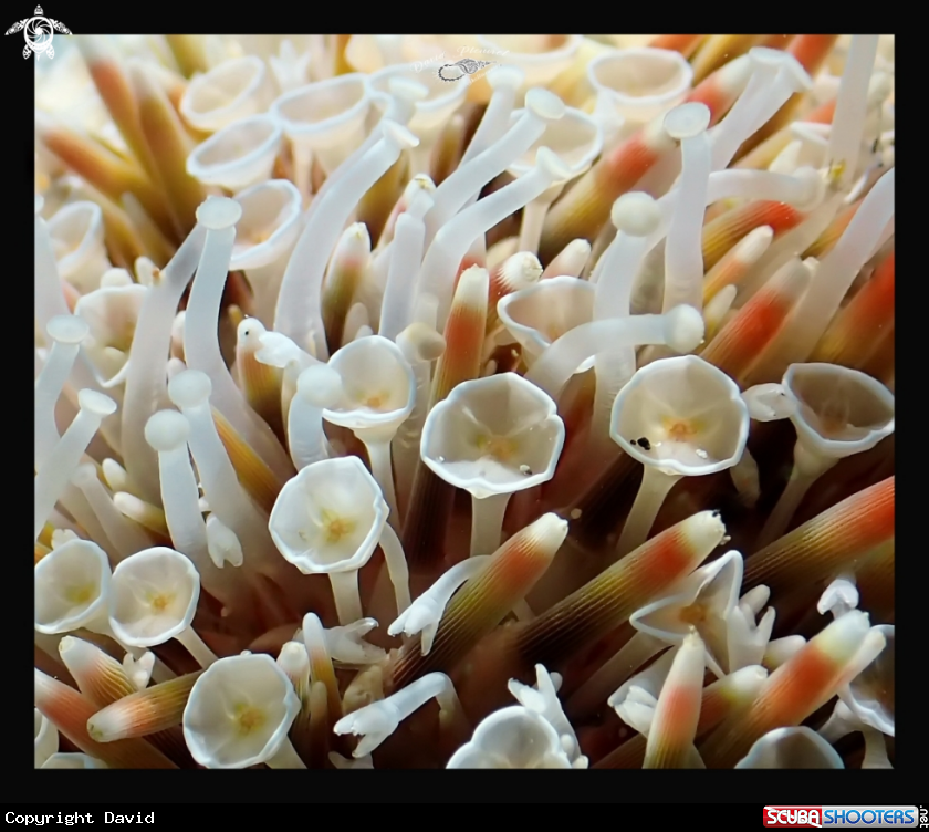 A Flower sea urchin