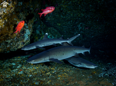 A Triaenodon obesus   | Whitetip Reef Shark