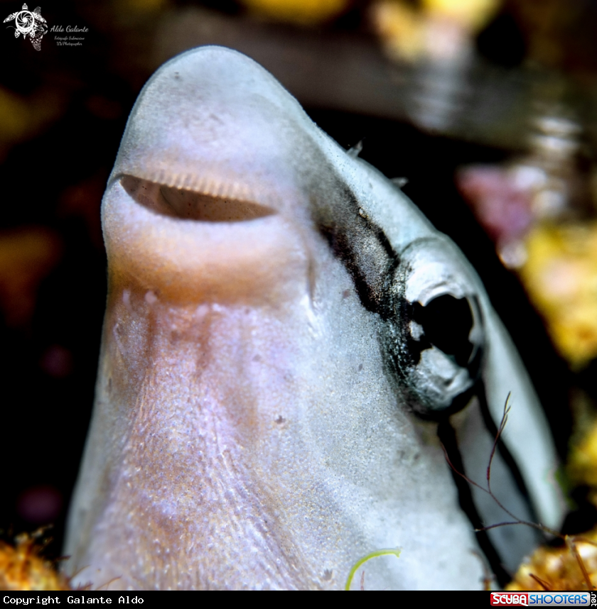 A False Cleanerfish
