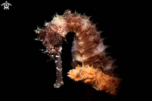 A Hippocampus histrix | Thorny Sea Horse
