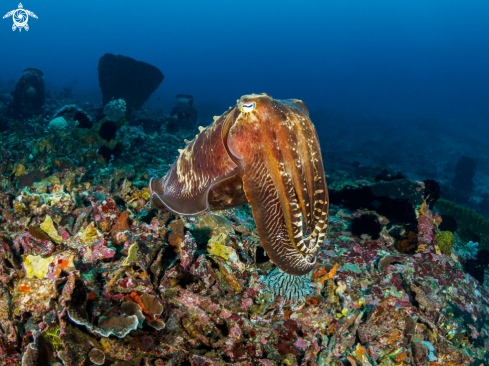 A Sepia latimanus | Reef Cuttlefish