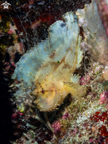 A Taenianotus triacanthus   | Leaf Scorpionfish