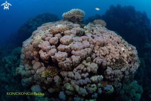 A Dome Coral
