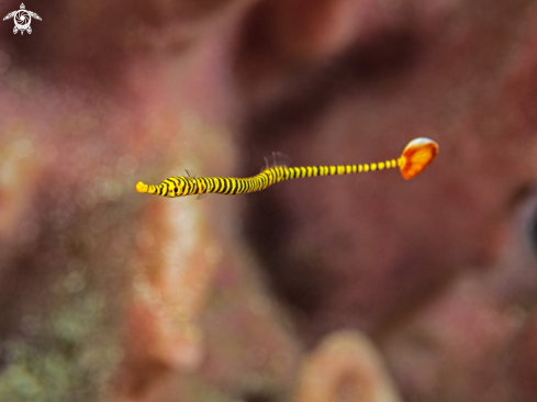 A  Dunckerocampus pessuliferus | Orange Pipefish 