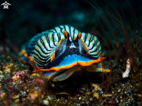 A Armina semperi  | Nudibranch