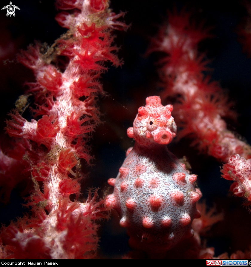 A Pygmy  Seahorse