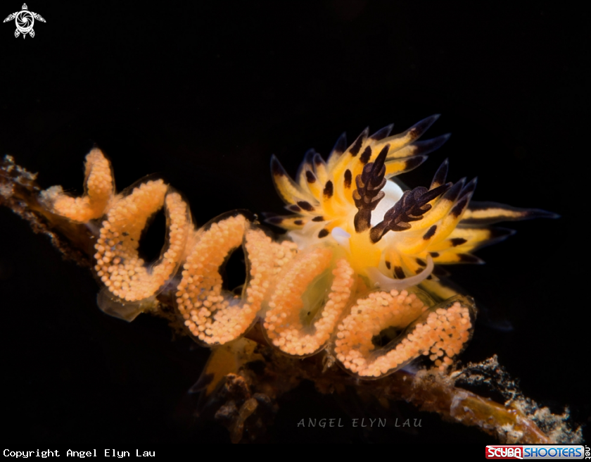 A Nudibranch eating eggs