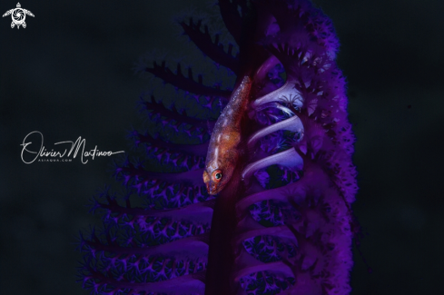 A Pleurosicya Mossambica | Red Toothy Goby